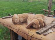 Grajewo ogłoszenia: Witam sprzedam króliki miesięczne rasa baran francuski... - zdjęcie