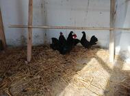 Grajewo ogłoszenia: Sprzedam 2 pary bantamek są z kwietnia tego roku cena za parę... - zdjęcie