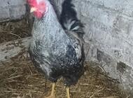 Grajewo ogłoszenia: Sprzedam koguty - zdjęcie