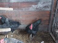 Grajewo ogłoszenia: Sprzedam koguty australorp,amrock, czubatki trójbarwne, kaczki... - zdjęcie