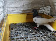 Grajewo ogłoszenia: Sprzedam gołębia widocznego na zdjęciach samica, lub zamienię... - zdjęcie