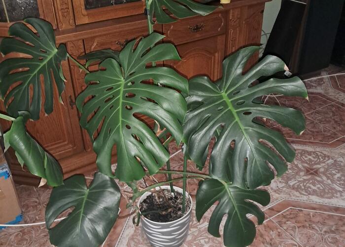 Grajewo ogłoszenia: Sprzedam 2 duże monstery cena za dwa 150 zł