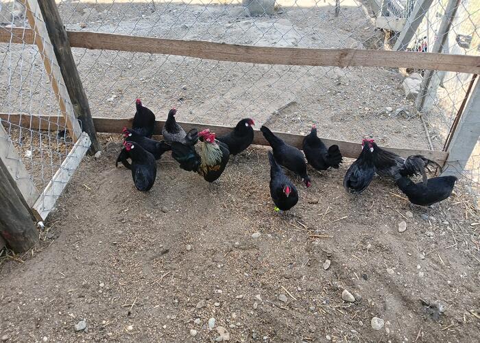 Grajewo ogłoszenia: Sprzedam kury ozdobne rasy bantamki posiadam 8 kur i 4 koguty cena...